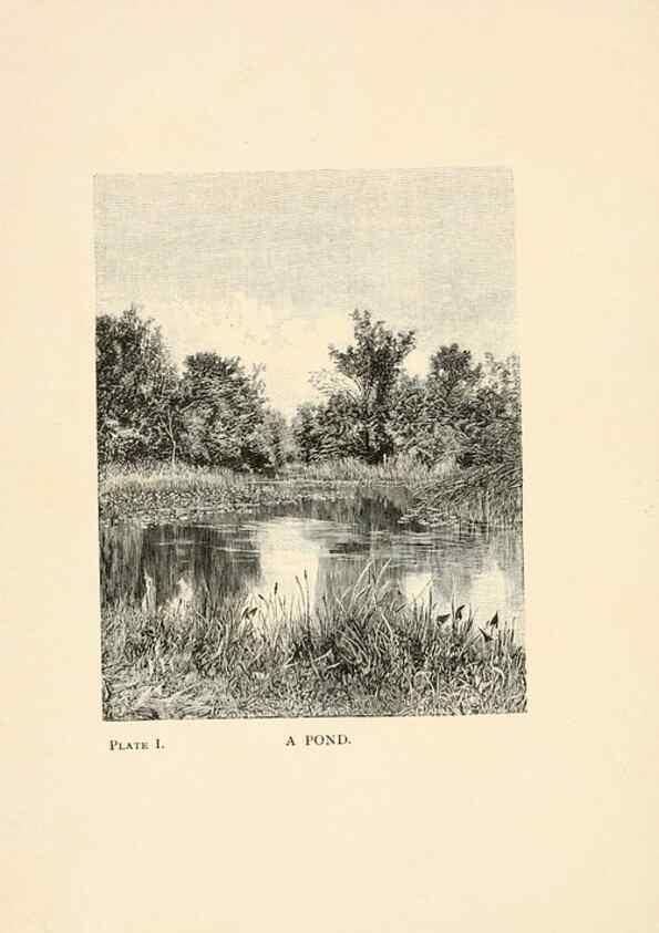 Reproducción/Reproduction 8494224735: Insect life;. New York,D.Appleton and Company,1897.