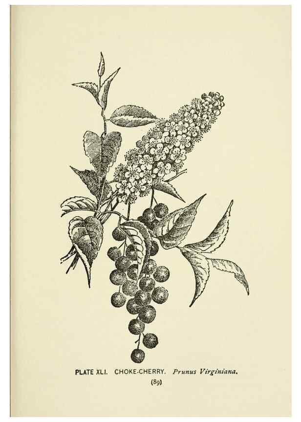 Reproducción/Reproduction 8444990940: A guide to the wild flowers,. New York,Stokes[1899]