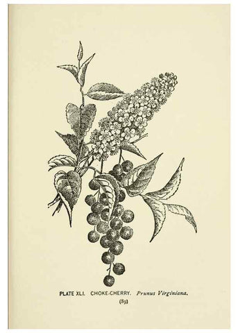 Reproducción/Reproduction 8444990940: A guide to the wild flowers,. New York,Stokes[1899]