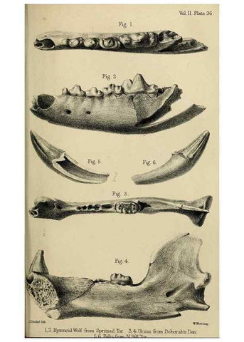 Reproducción/Reproduction 8435361311: Palaeontological memoirs and notes of H. Falconer, with a biographical sketch of the author.. London,1868.
