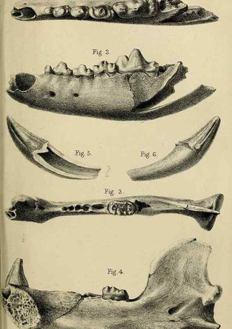 Reproducción/Reproduction 8435361311: Palaeontological memoirs and notes of H. Falconer, with a biographical sketch of the author.. London,1868.