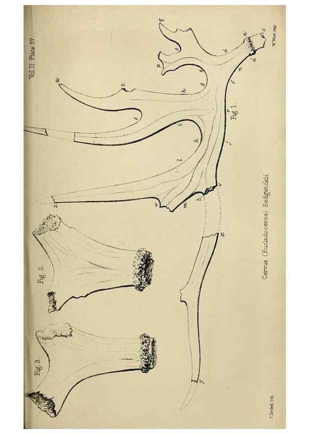 Reproducción/Reproduction 8436447378: Palaeontological memoirs and notes of H. Falconer, with a biographical sketch of the author.. London,1868.