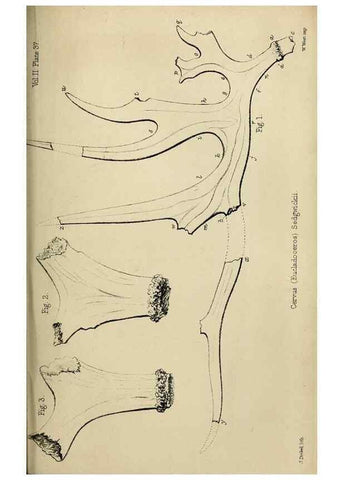 Reproducción/Reproduction 8436447378: Palaeontological memoirs and notes of H. Falconer, with a biographical sketch of the author.. London,1868.