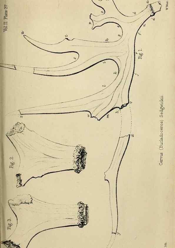 Reproducción/Reproduction 8436447378: Palaeontological memoirs and notes of H. Falconer, with a biographical sketch of the author.. London,1868.