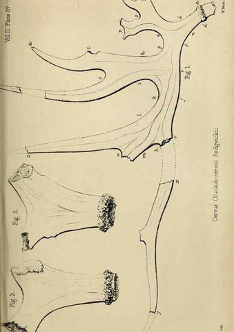 Reproducción/Reproduction 8436447378: Palaeontological memoirs and notes of H. Falconer, with a biographical sketch of the author.. London,1868.
