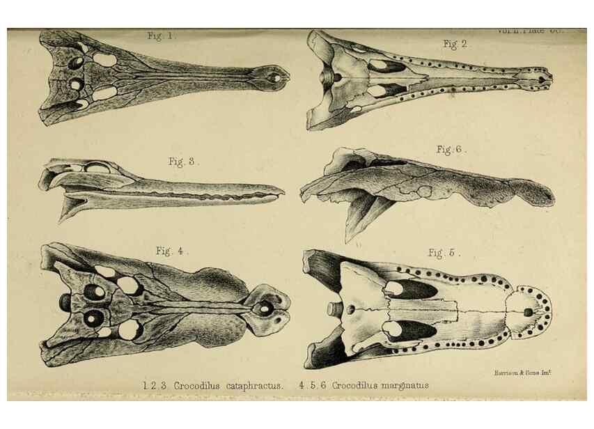 Reproducción/Reproduction 8436447944: Palaeontological memoirs and notes of H. Falconer, with a biographical sketch of the author.. London,1868.