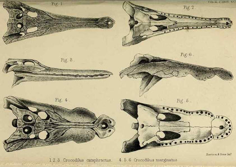 Reproducción/Reproduction 8436447944: Palaeontological memoirs and notes of H. Falconer, with a biographical sketch of the author.. London,1868.