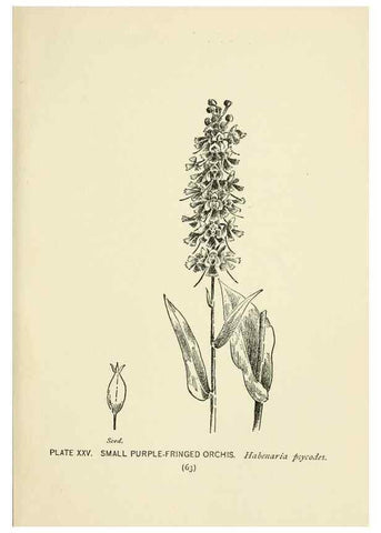 Reproducción/Reproduction 8443895091: A guide to the wild flowers,. New York,Stokes[1899]
