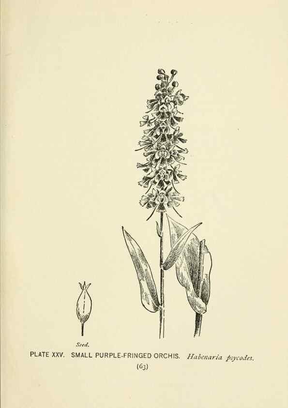 Reproducción/Reproduction 8443895091: A guide to the wild flowers,. New York,Stokes[1899]