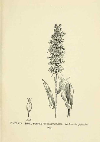 Reproducción/Reproduction 8443895091: A guide to the wild flowers,. New York,Stokes[1899]