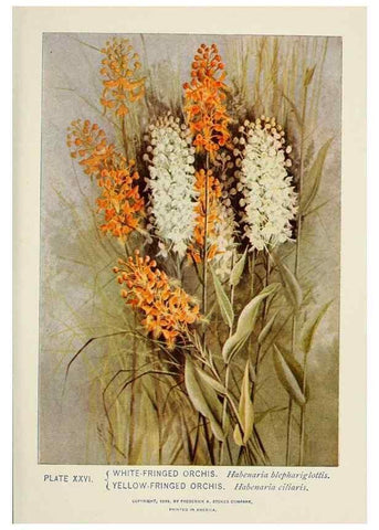 Reproducción/Reproduction 8443895701: A guide to the wild flowers,. New York,Stokes[1899]