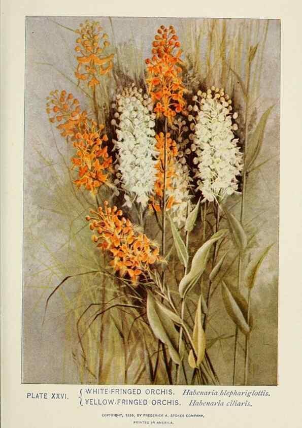 Reproducción/Reproduction 8443895701: A guide to the wild flowers,. New York,Stokes[1899]