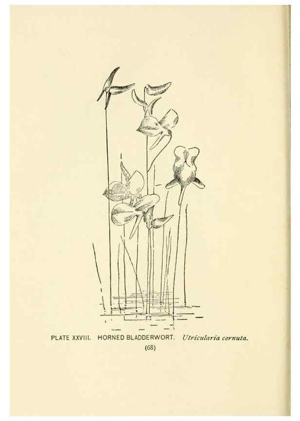 Reproducción/Reproduction 8443896717: A guide to the wild flowers,. New York,Stokes[1899]
