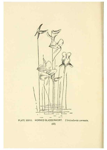 Reproducción/Reproduction 8443896717: A guide to the wild flowers,. New York,Stokes[1899]