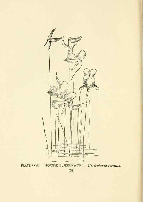 Reproducción/Reproduction 8443896717: A guide to the wild flowers,. New York,Stokes[1899]