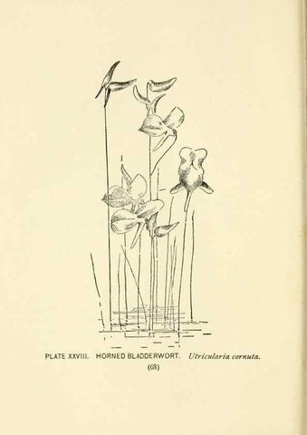 Reproducción/Reproduction 8443896717: A guide to the wild flowers,. New York,Stokes[1899]