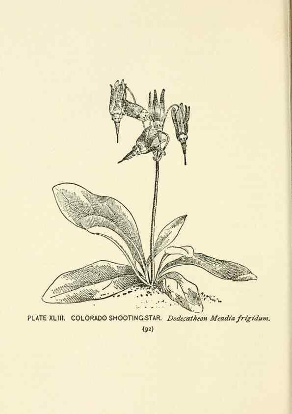 Reproducción/Reproduction 8443903277: A guide to the wild flowers,. New York,Stokes[1899]