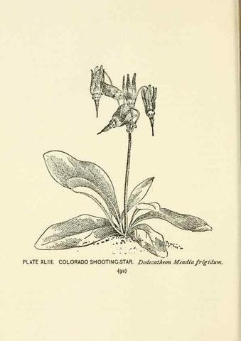Reproducción/Reproduction 8443903277: A guide to the wild flowers,. New York,Stokes[1899]