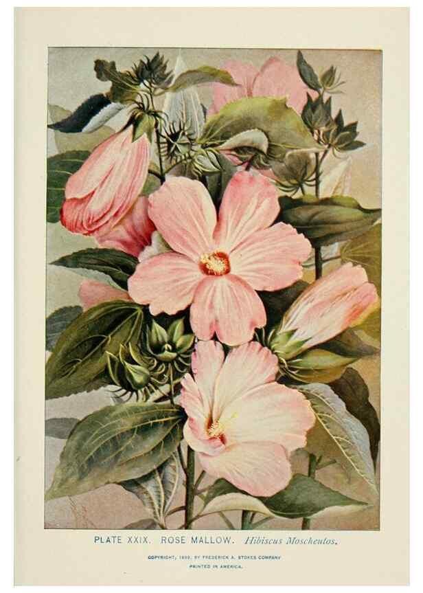 Reproducción/Reproduction 8443897139: A guide to the wild flowers,. New York,Stokes[1899]