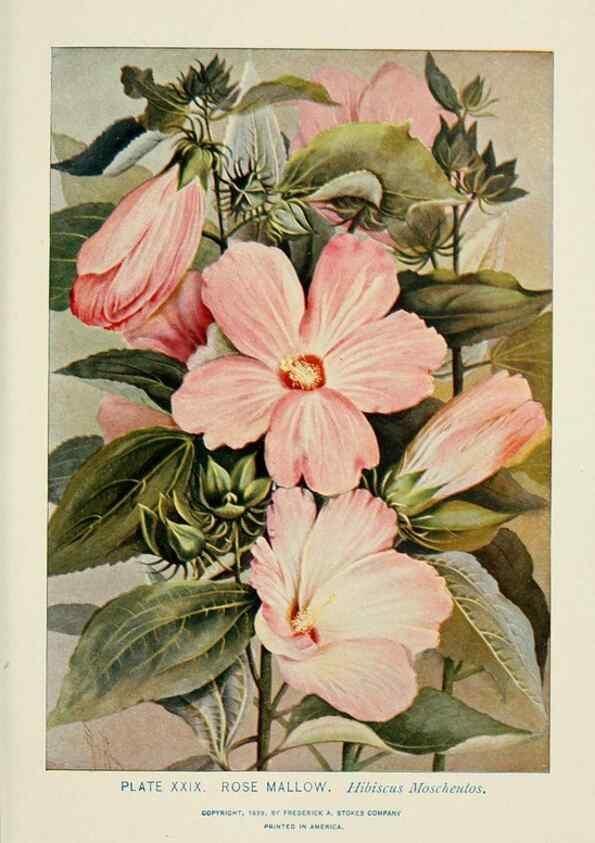 Reproducción/Reproduction 8443897139: A guide to the wild flowers,. New York,Stokes[1899]