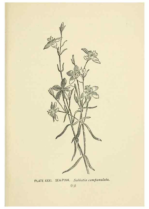 Reproducción/Reproduction 8443898013: A guide to the wild flowers,. New York,Stokes[1899]