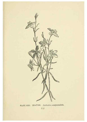 Reproducción/Reproduction 8443898013: A guide to the wild flowers,. New York,Stokes[1899]