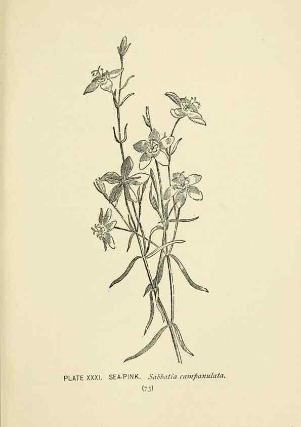 Reproducción/Reproduction 8443898013: A guide to the wild flowers,. New York,Stokes[1899]