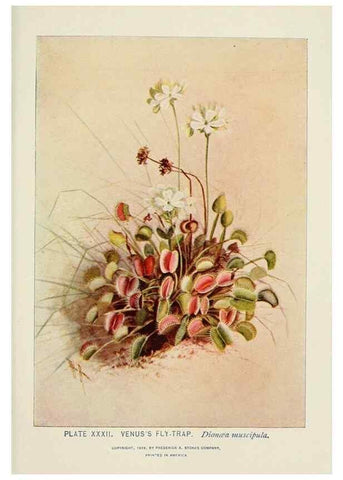 Reproducción/Reproduction 8444987122: A guide to the wild flowers,. New York,Stokes[1899]