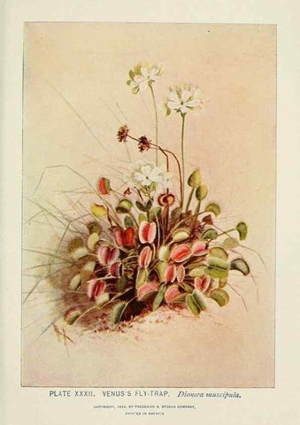 Reproducción/Reproduction 8444987122: A guide to the wild flowers,. New York,Stokes[1899]