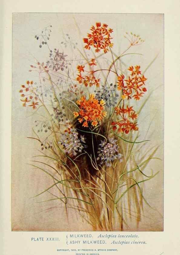 Reproducción/Reproduction 8443898993: A guide to the wild flowers,. New York,Stokes[1899]