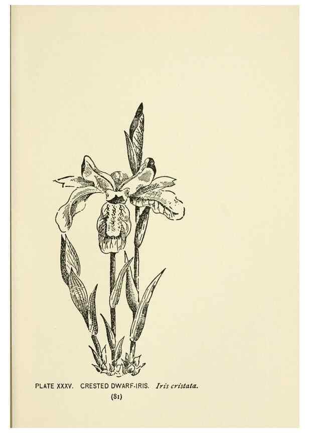 Reproducción/Reproduction 8444988332: A guide to the wild flowers,. New York,Stokes[1899]