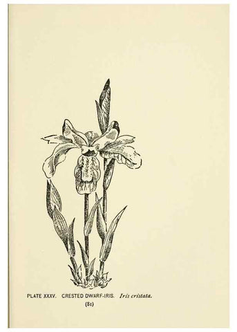 Reproducción/Reproduction 8444988332: A guide to the wild flowers,. New York,Stokes[1899]