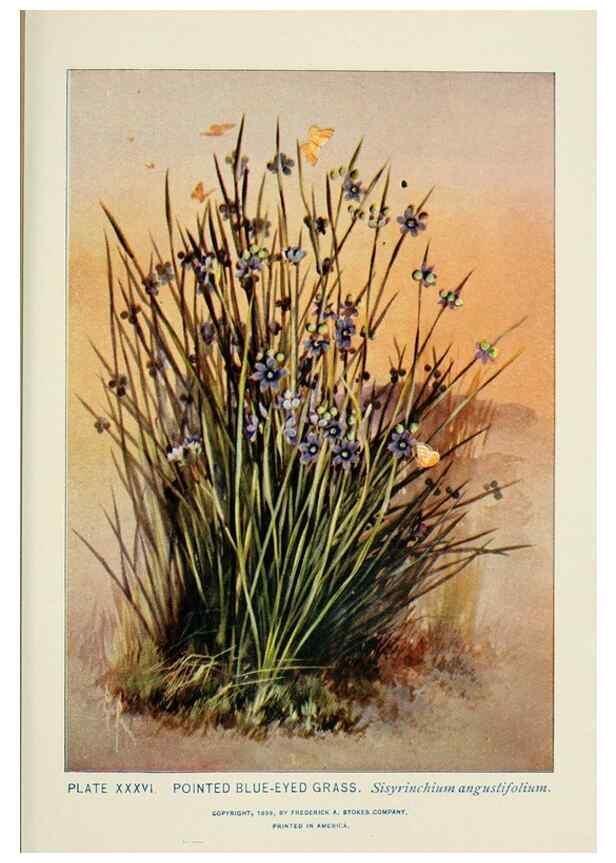 Reproducción/Reproduction 8444988802: A guide to the wild flowers,. New York,Stokes[1899]