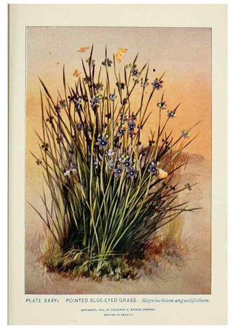 Reproducción/Reproduction 8444988802: A guide to the wild flowers,. New York,Stokes[1899]