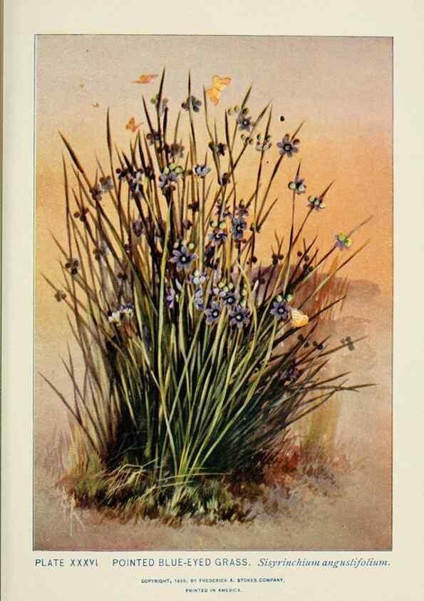 Reproducción/Reproduction 8444988802: A guide to the wild flowers,. New York,Stokes[1899]