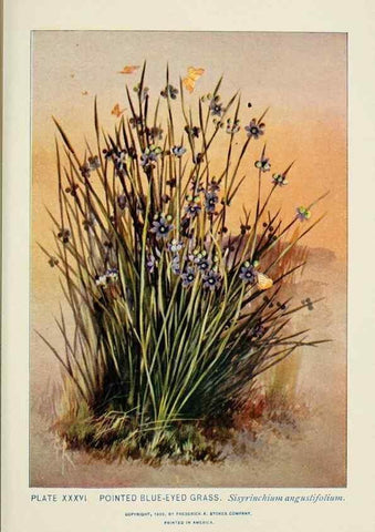 Reproducción/Reproduction 8444988802: A guide to the wild flowers,. New York,Stokes[1899]