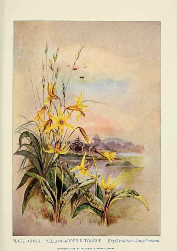 Reproducción/Reproduction 8443900821: A guide to the wild flowers,. New York,Stokes[1899]