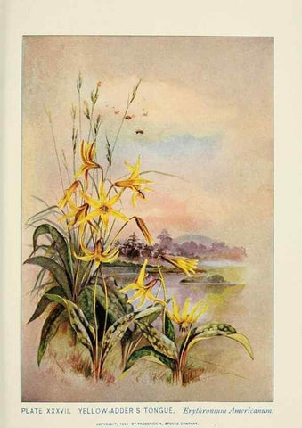 Reproducción/Reproduction 8443900821: A guide to the wild flowers,. New York,Stokes[1899]