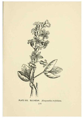 Reproducción/Reproduction 8444985988: A guide to the wild flowers,. New York,Stokes[1899]