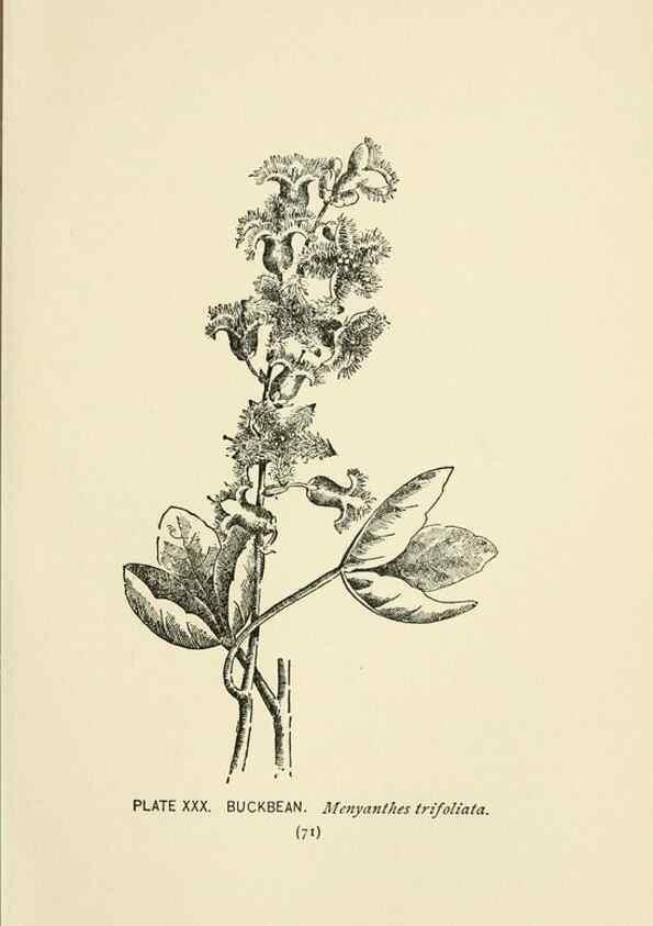 Reproducción/Reproduction 8444985988: A guide to the wild flowers,. New York,Stokes[1899]