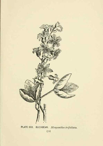 Reproducción/Reproduction 8444985988: A guide to the wild flowers,. New York,Stokes[1899]