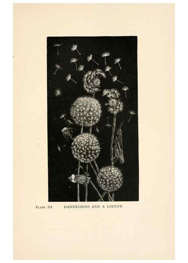 Reproducción/Reproduction 8495325082: Insect life;. New York,D.Appleton and Company,1897.