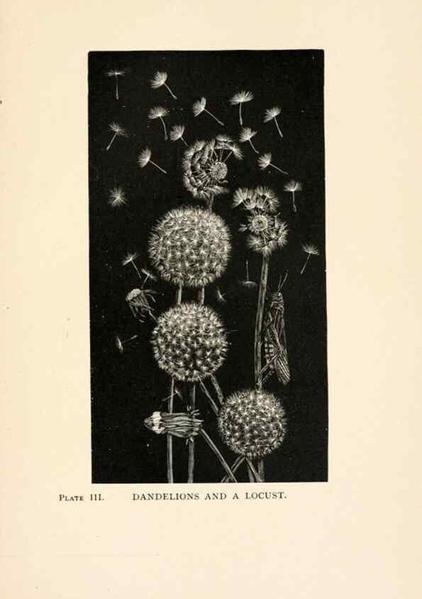 Reproducción/Reproduction 8495325082: Insect life;. New York,D.Appleton and Company,1897.