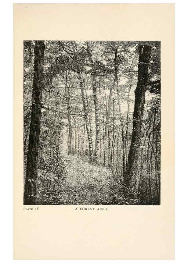 Reproducción/Reproduction 8495325810: Insect life;. New York,D.Appleton and Company,1897.