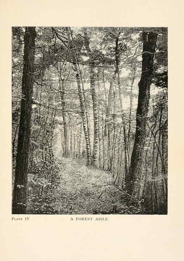 Reproducción/Reproduction 8495325810: Insect life;. New York,D.Appleton and Company,1897.