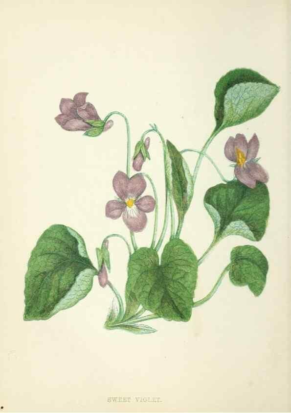 Reproducción/Reproduction 8513780306: Wild flowers.. London :Pott, Young & Co.,[1857]