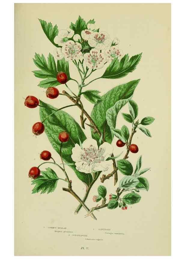 Reproducción/Reproduction 8513733380: The flowering plants, grasses, sedges, & ferns of Great Britain. London,F. Warne,1905.