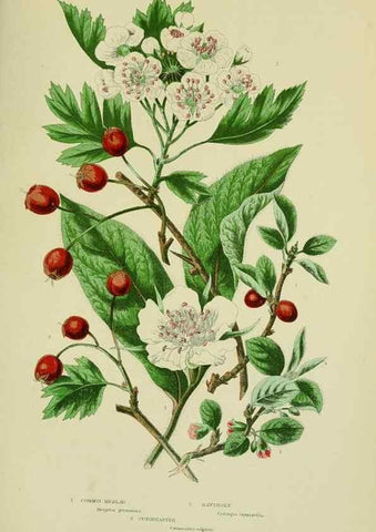 Reproducción/Reproduction 8513733380: The flowering plants, grasses, sedges, & ferns of Great Britain. London,F. Warne,1905.