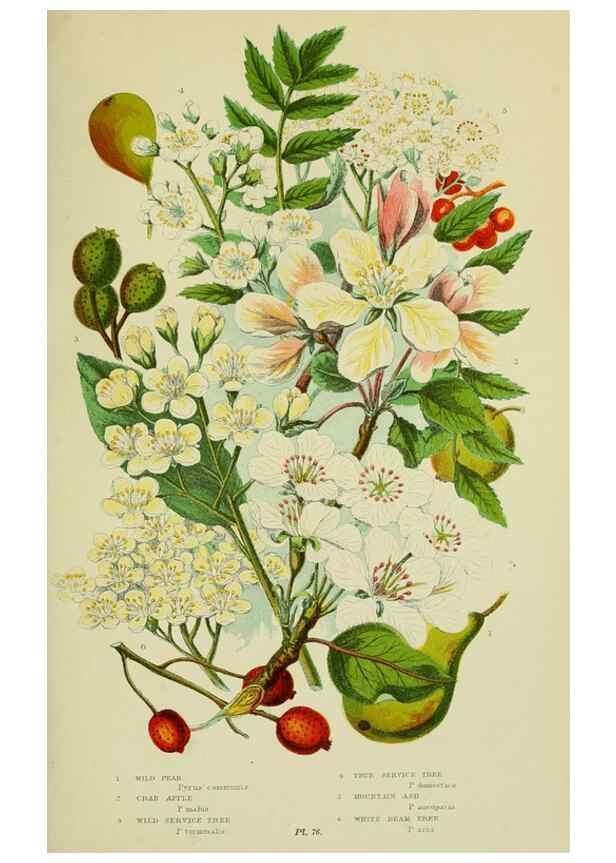 Reproducción/Reproduction 8513732544: The flowering plants, grasses, sedges, & ferns of Great Britain. London,F. Warne,1905.