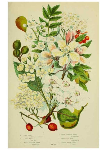 Reproducción/Reproduction 8513732544: The flowering plants, grasses, sedges, & ferns of Great Britain. London,F. Warne,1905.